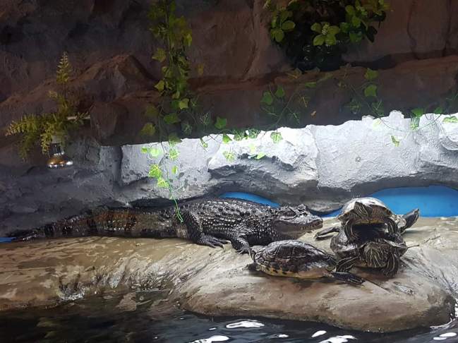 FB_IMG_1535790908571