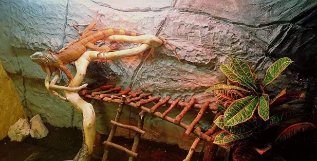 FB_IMG_1535790938564